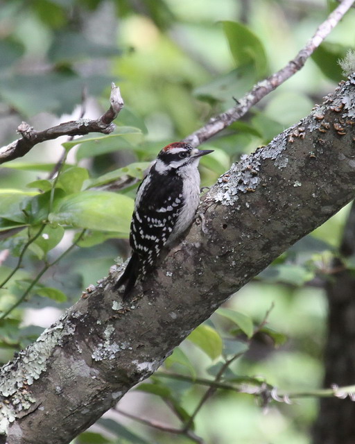 Downy Woodpecker